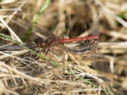 Image of Sympetrum Newman 1833