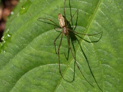 Plancia ëd Tetragnatha extensa (Linnaeus 1758)