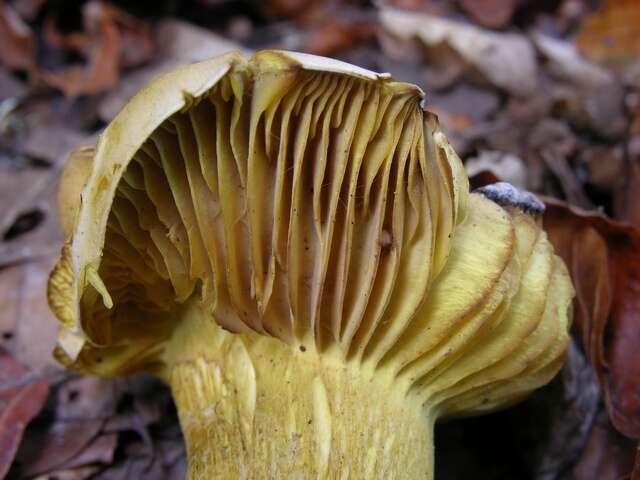 Imagem de Tricholoma sulphureum (Bull.) P. Kumm. 1871