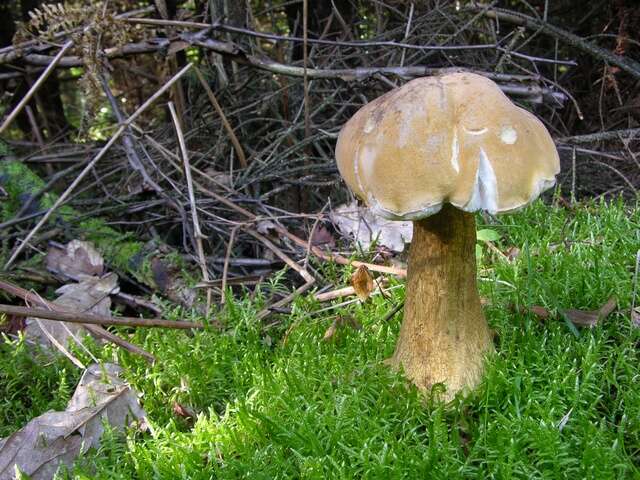 Image de Tylopilus