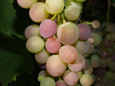 Image of grape