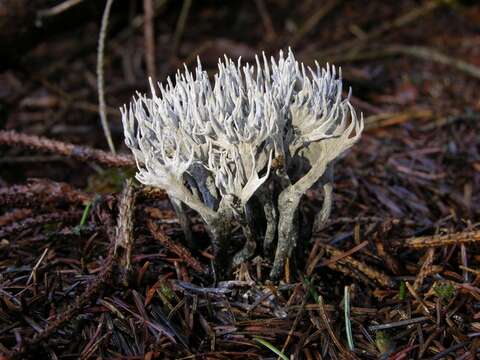 Image of Xylaria