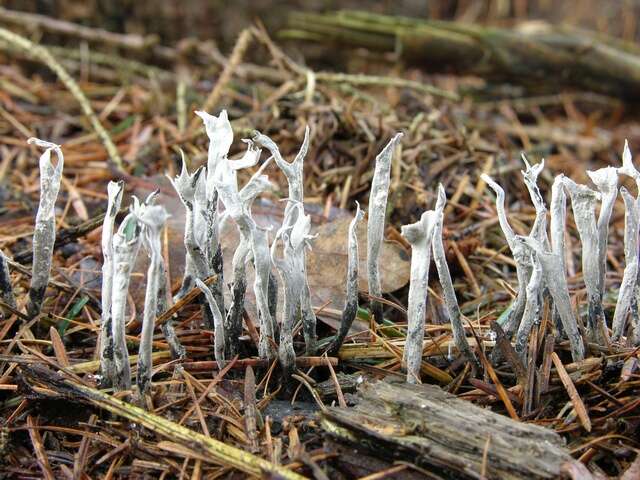 Image of Xylaria