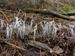 Image of Xylaria