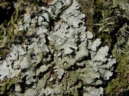 Image of shield lichen