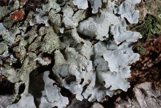 Image of shield lichen