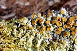 Image of orange wall lichen