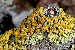 Image of orange wall lichen