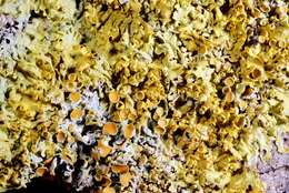 Image of orange wall lichen