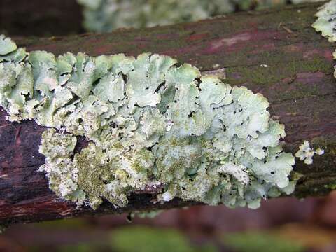 Image of shield lichen