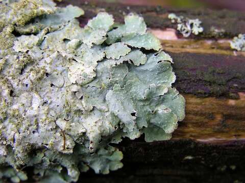 Image of shield lichen