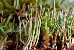 Image of cup lichen