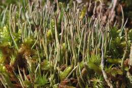 Plancia ëd Cladonia gracilis (L.) Willd.