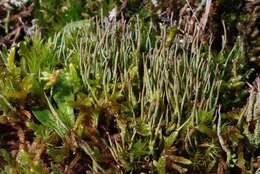 Image of cup lichen