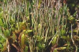 Image of cup lichen