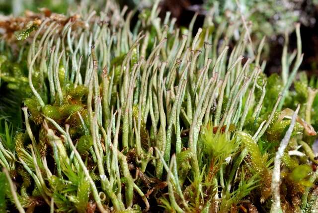 Image of cup lichen