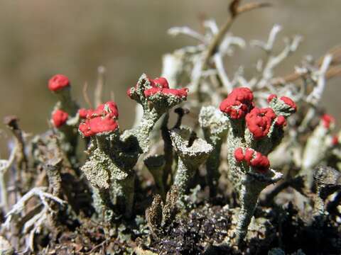 Image of <i>Cladonia diversa</i>