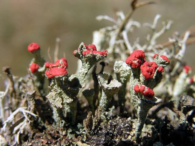 Image of <i>Cladonia diversa</i>