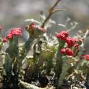 Image of <i>Cladonia diversa</i>
