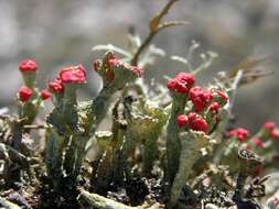 Image of <i>Cladonia diversa</i>