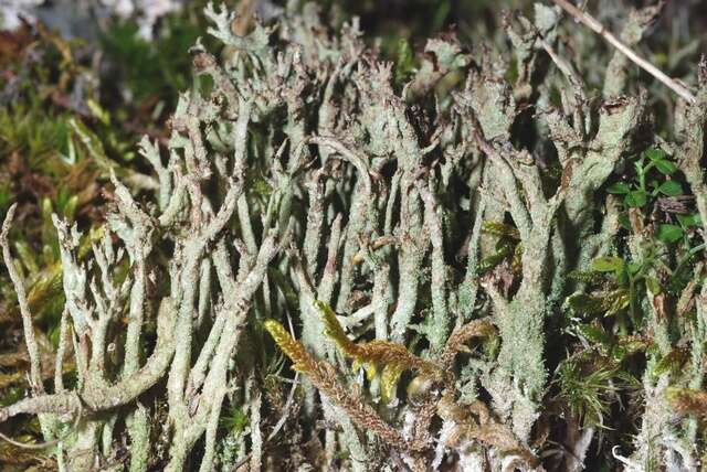 Image de Cladonia cenotea (Ach.) Schaer.