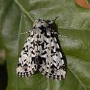 Image of scarce merveille du jour