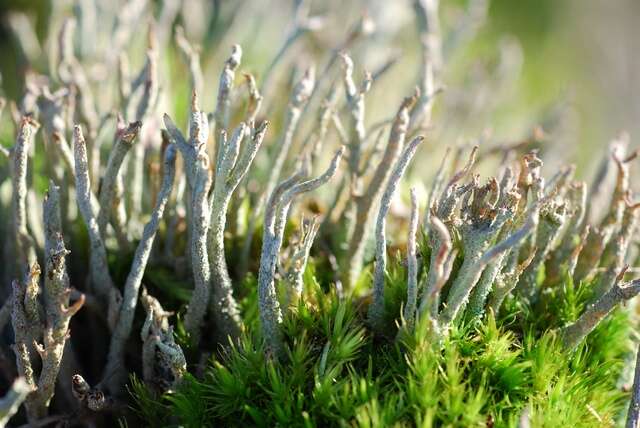 Image of cup lichen