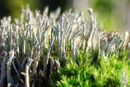 Image of cup lichen