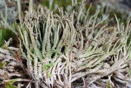 Image of cup lichen