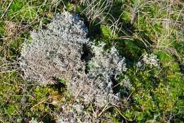 Слика од Cladonia rangiferina (L.) Weber ex F. H. Wigg.