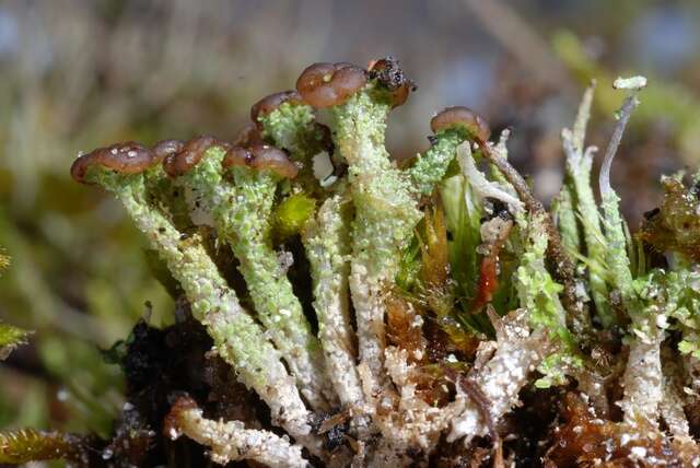 Plancia ëd Cladonia ramulosa (With.) J. R. Laundon