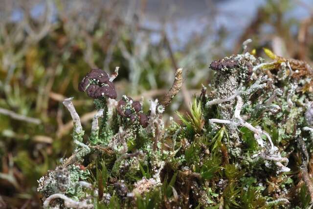 Plancia ëd Cladonia ramulosa (With.) J. R. Laundon