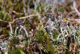 Plancia ëd Cladonia ramulosa (With.) J. R. Laundon