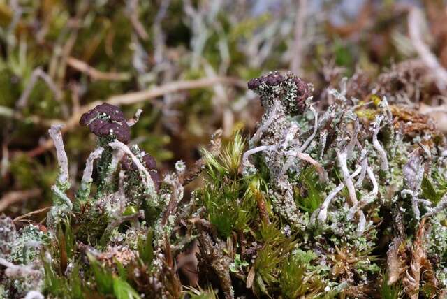 Plancia ëd Cladonia ramulosa (With.) J. R. Laundon