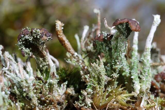 Plancia ëd Cladonia ramulosa (With.) J. R. Laundon