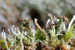 Plancia ëd Cladonia ramulosa (With.) J. R. Laundon