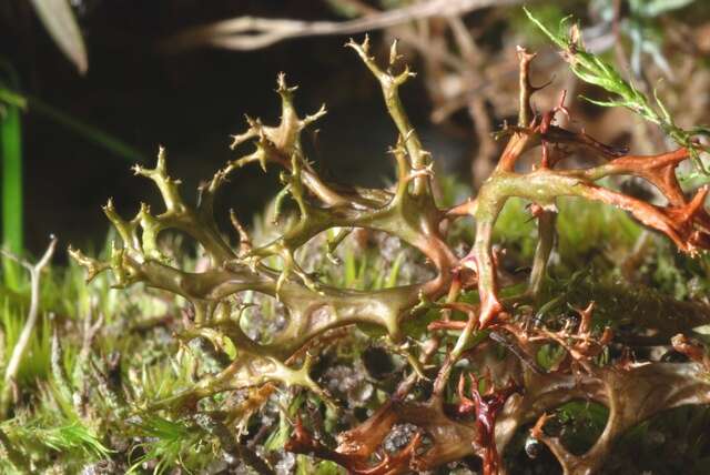 Image of <i>Cetraria aculeata</i>