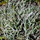 Image of <i>Cladonia furcata</i>