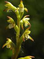 Image of Coralroot