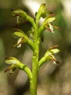 Image of Coralroot