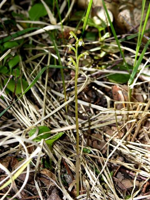 Image of Coralroot