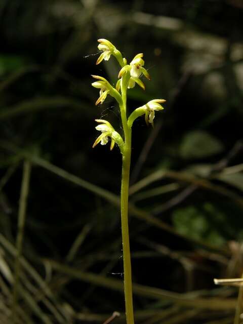 Image of Coralroot