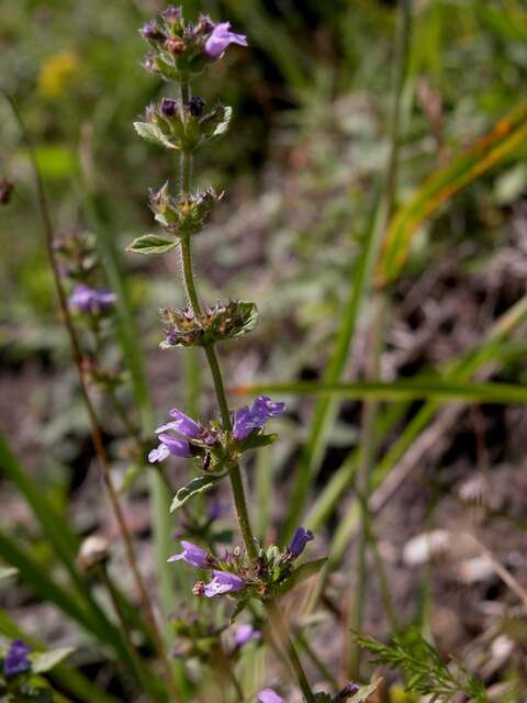 Image of clinopodium