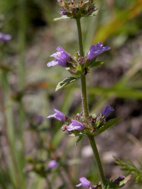 Image of clinopodium