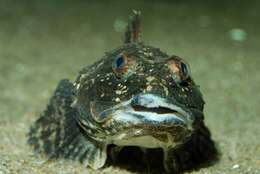 Image of stellate sculpin