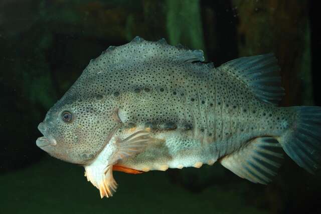 Image of lumpfishes