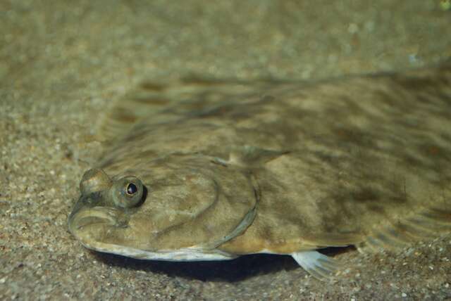 Image of Platichthys Lange-Bertalot, Kulikovskiy, Witkowski, Seddon & Kociolek 2015