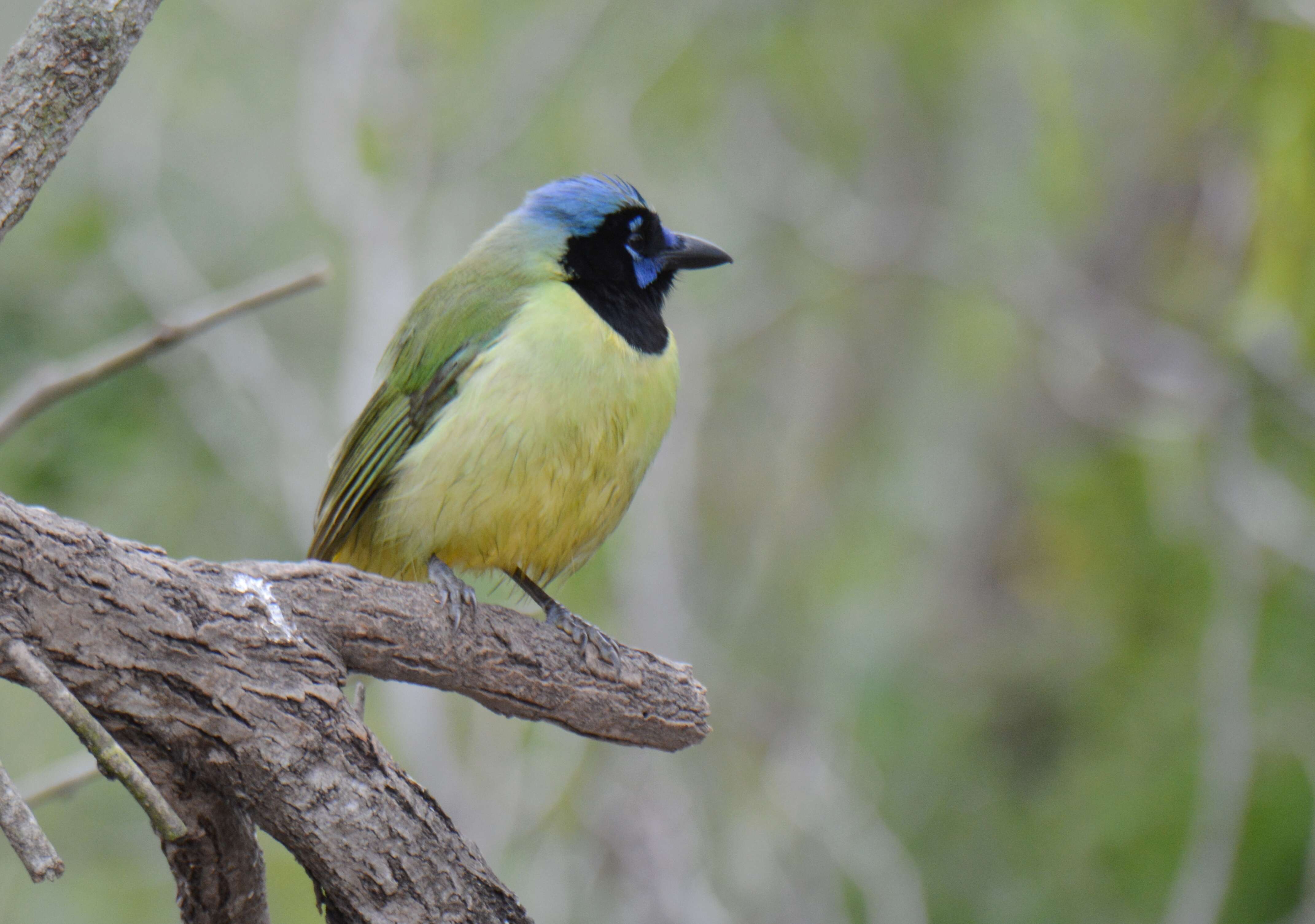 Image of Green Jay