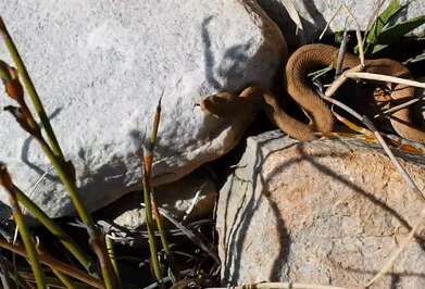 Image of Red Adder