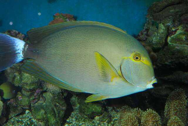 Image of Dussumier's Surgeonfish